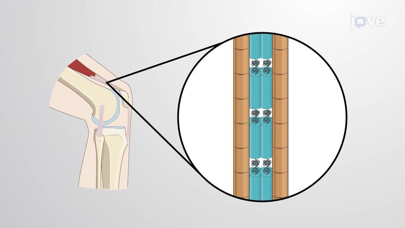 Fibril-associated Collagen