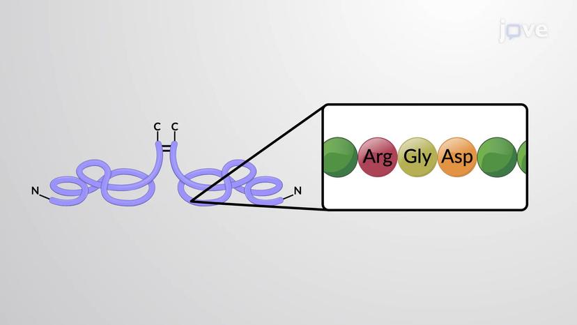 Fibronectins Connect Cells with ECM