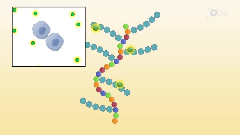 Matrix Proteoglycans and Glycoproteins