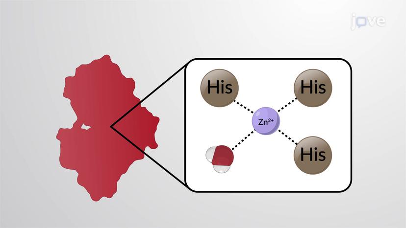 Role of Matrix Metalloproteases in Degradation of ECM