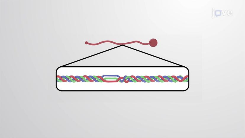 Type IV Collagen of Basal Lamina