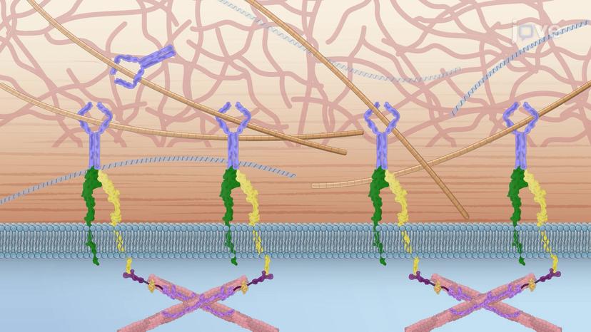 Overview of Cell-Matrix Interactions