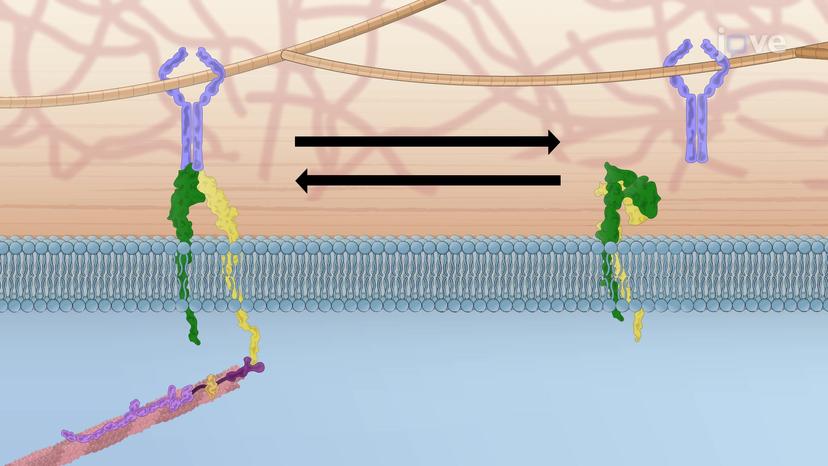 Activation of Integrins