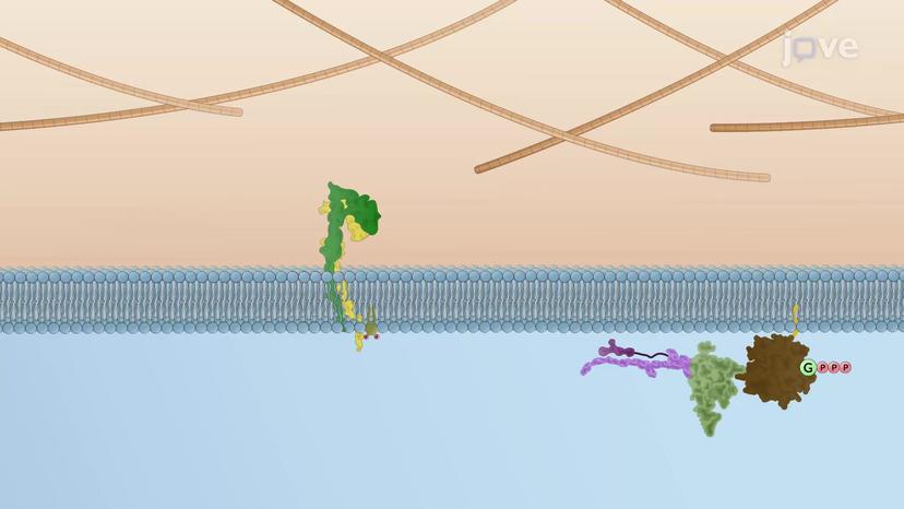 Intracellular Signaling Affects Focal Adhesions