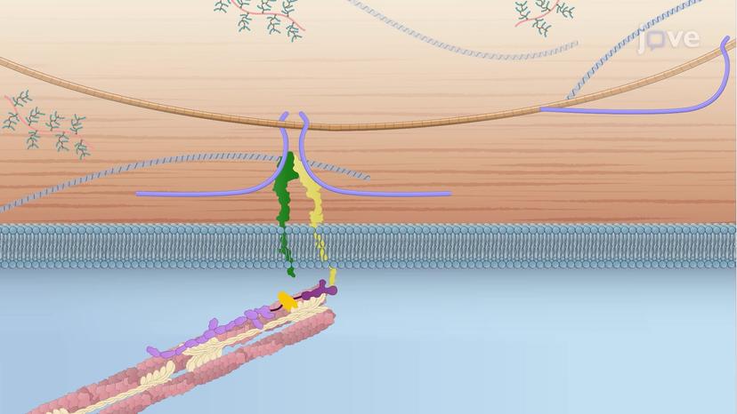 Cell-matrix's Response to Mechanical Forces