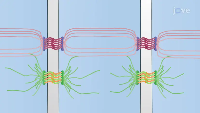 Overview of Cell-Cell Junctions