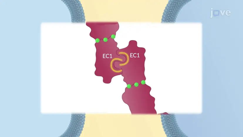 Structure of Cadherins