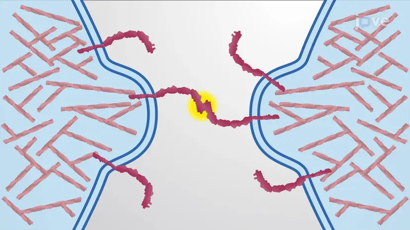 Adherens Junctions