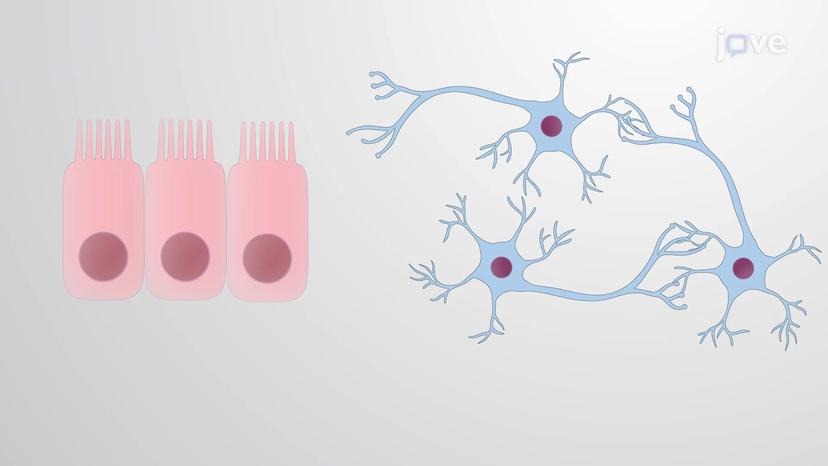 Cadherins in Tissue Organization