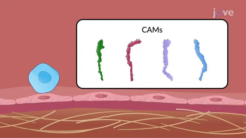 Cell Adhesion Molecules - Types and Functions