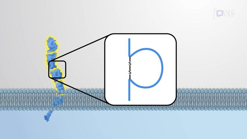 Immunoglobulin-like Cell Adhesion Molecules