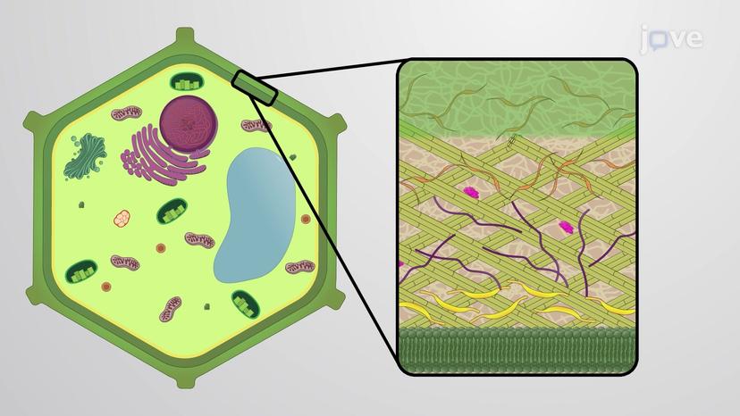 Plant Cell Wall