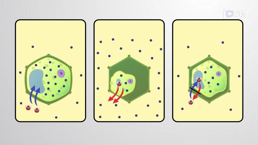 Tonicity in Plants