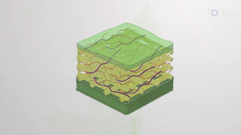 Cellulose and Pectic Polysaccharides