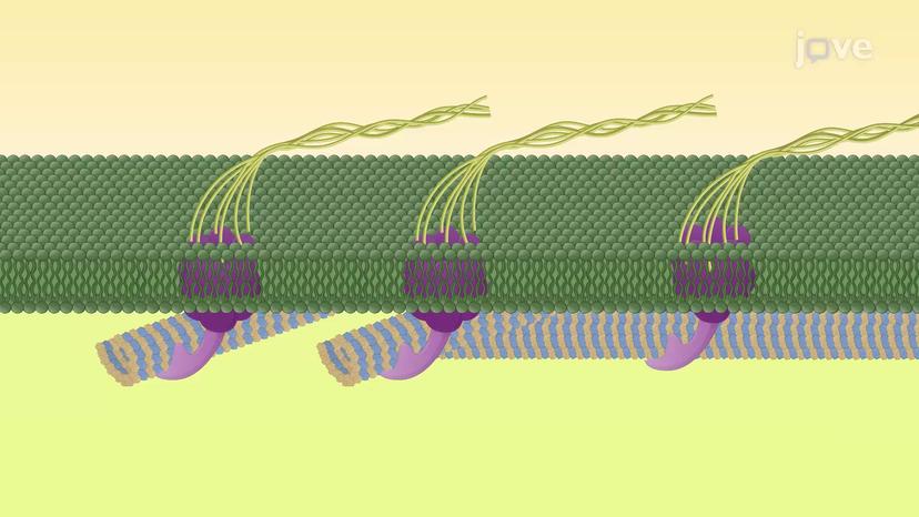 Role of Microtubules in Cell Wall Deposition