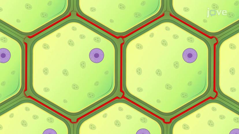 Cell Adhesion in Plants