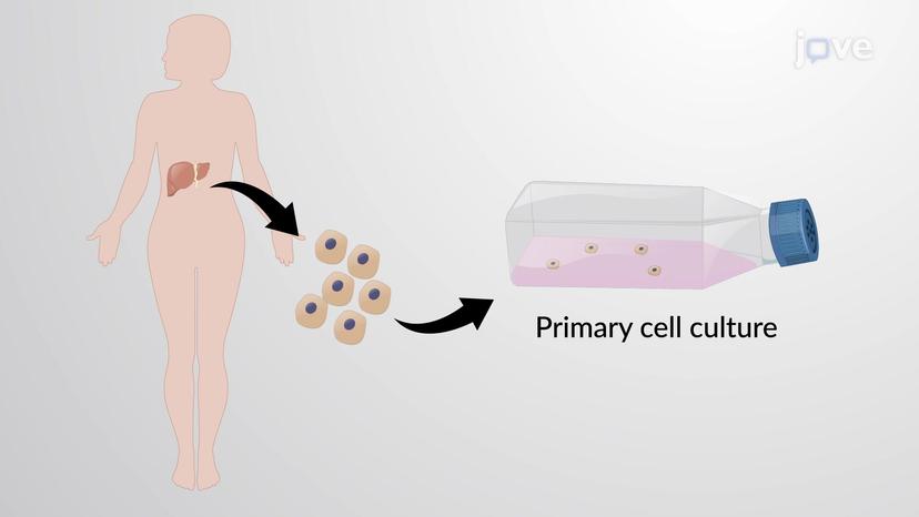 Cell Lines