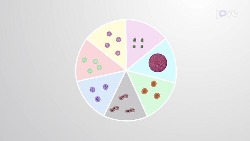 Subcellular Fractionation