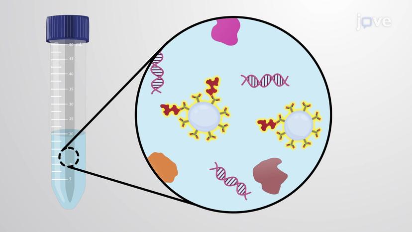 Immunoprecipitation