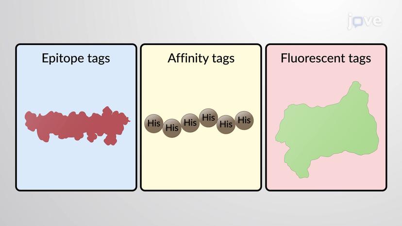 Tagging and Fusion Proteins