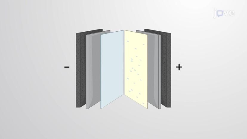 Western Blotting