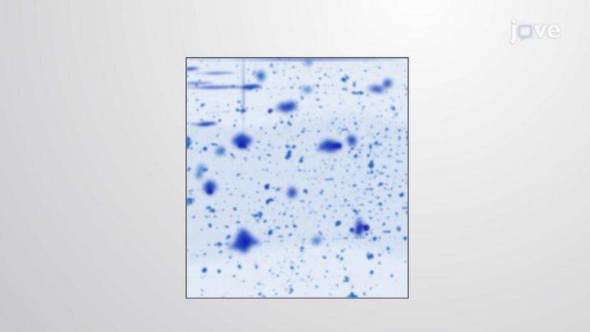 Two-dimensional Gel Electrophoresis