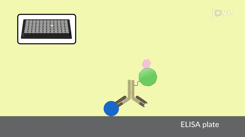 Enzyme-Linked Immunosorbent Assay