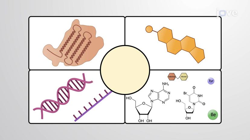 Applications Of NMR In Biology