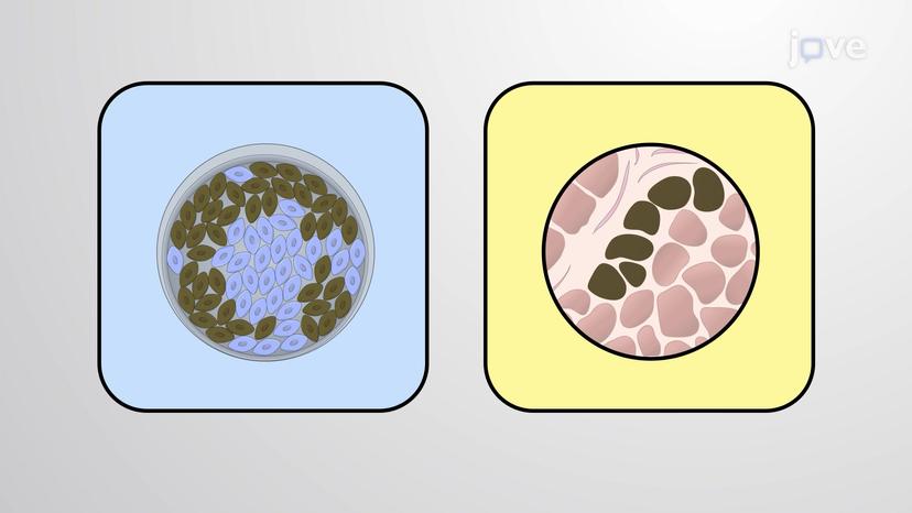 Immunocytochemistry and Immunohistochemistry