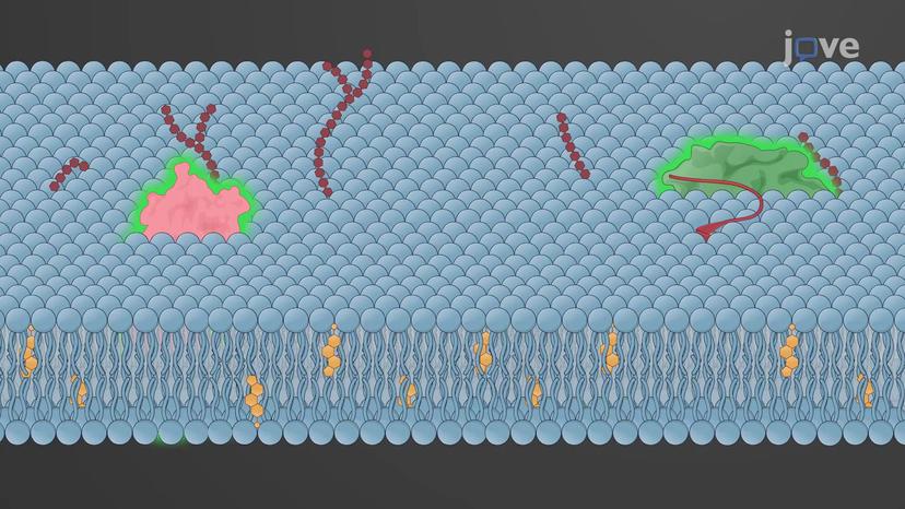 Protein Dynamics in Living Cells