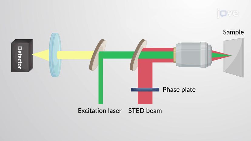 Super-resolution Fluorescence Microscopy