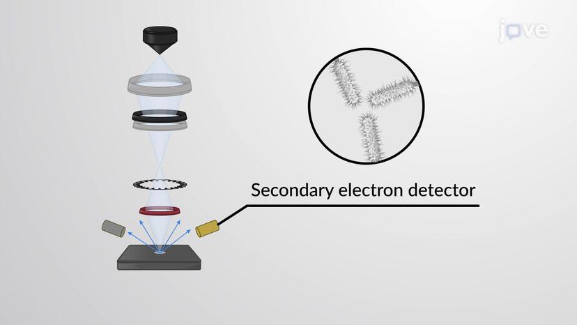 Scanning Electron Microscopy