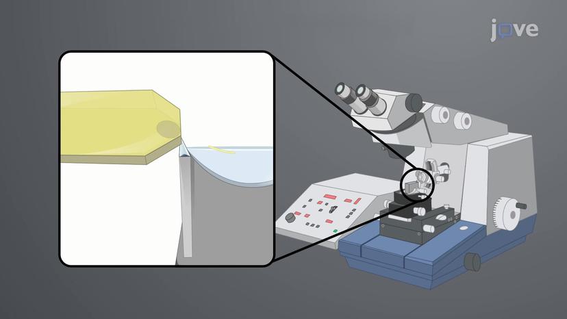 Preparation of Samples for Electron Microscopy