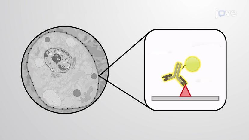 Immunogold Electron Microscopy