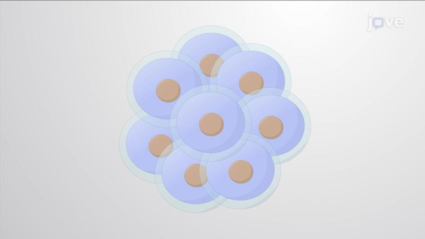 What is the Cell Cycle?