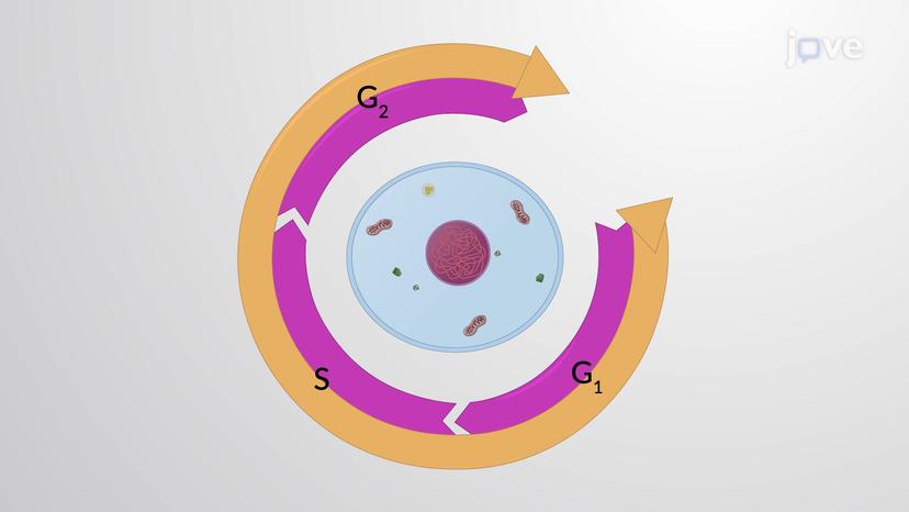 Interphase