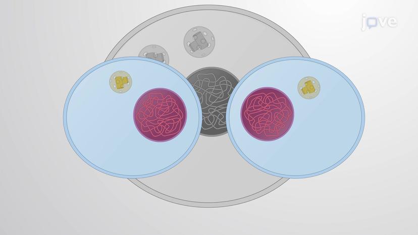 Mitosis and Cytokinesis