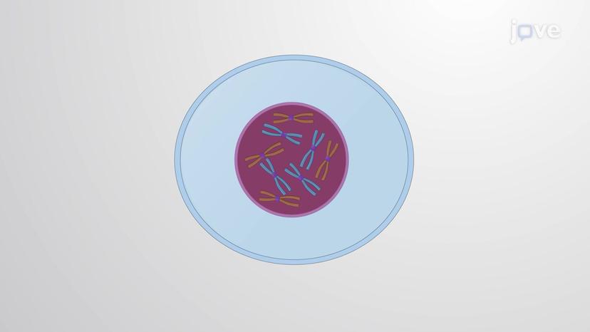 What is Meiosis?