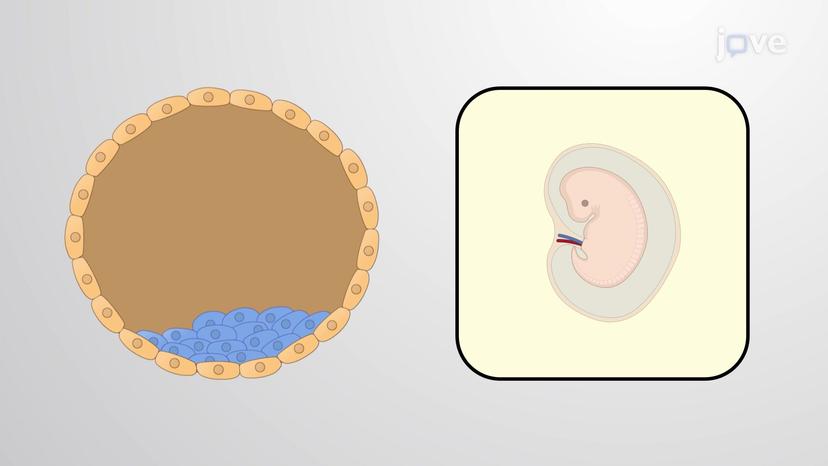 Zygotic Development And Stem Cell Formation