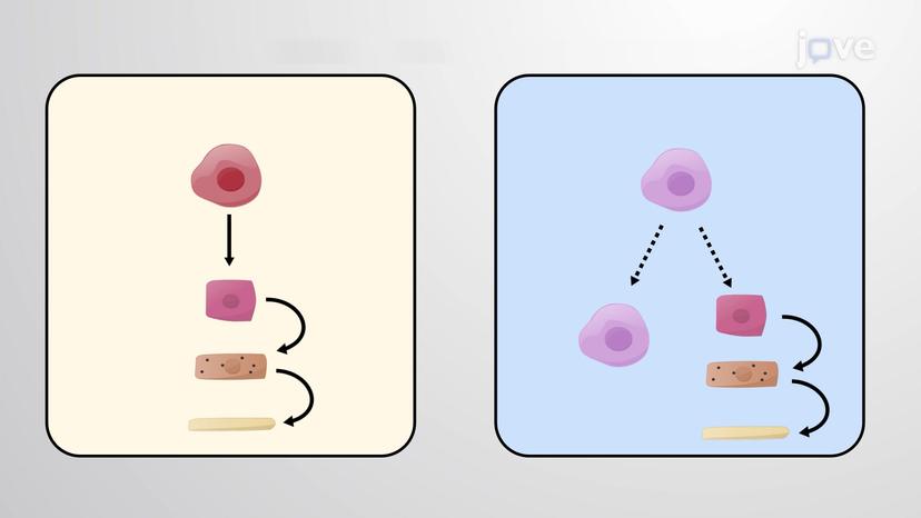 Renewal of Skin Epidermal Stem Cells