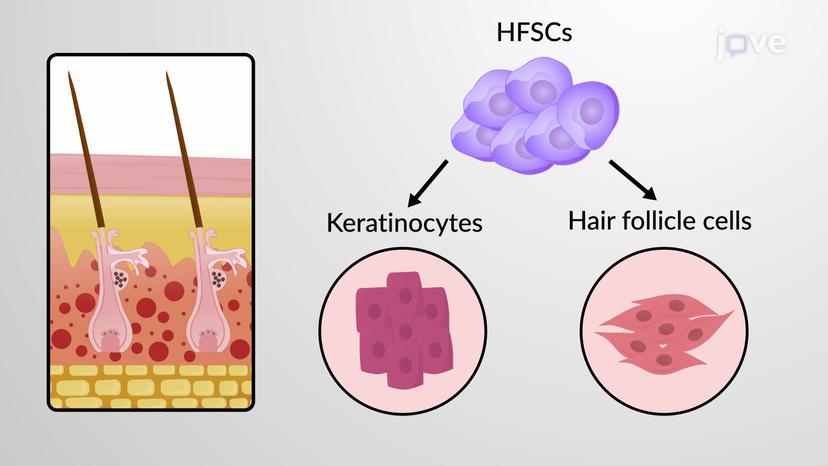 Multipotency and Niche of Bulge Stem Cell