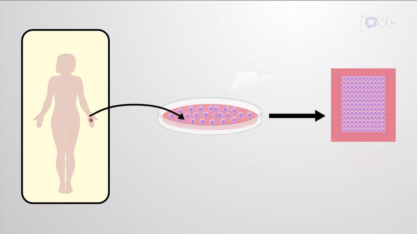 Clinical Applications of Epidermal Stem Cells