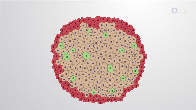 Tissue Renewal without Stem Cells