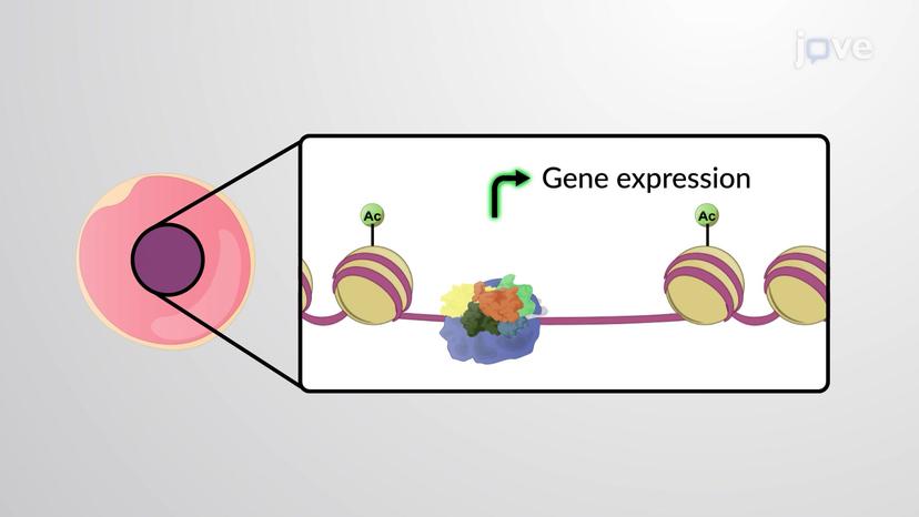 Introduction to Nuclear Reprogramming