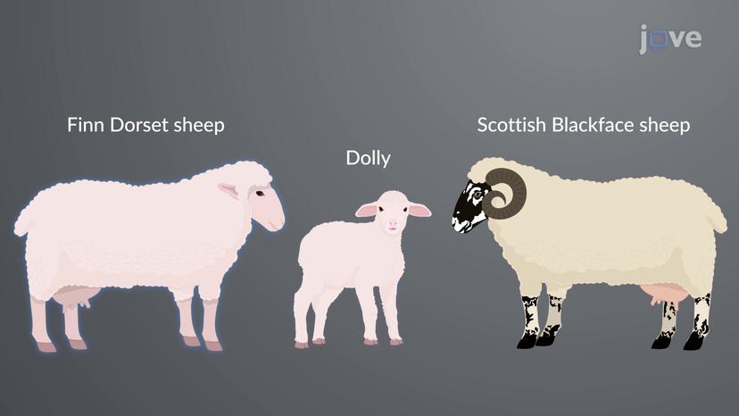 Cloning of Dolly the Sheep