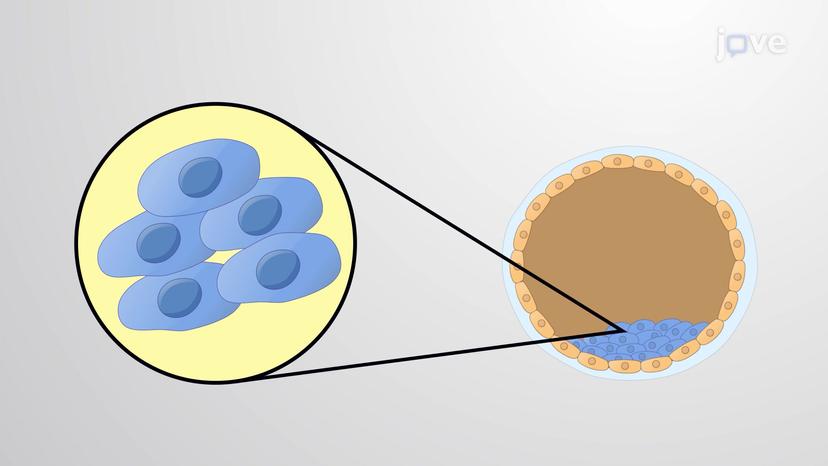 Embryonic Stem Cells