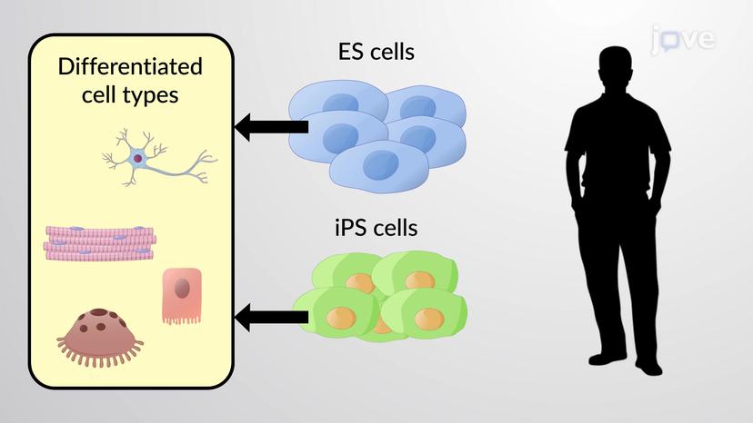 Induced Pluripotent Stem Cells