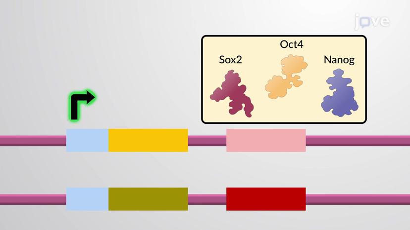 Maintenance of the ES Cell State