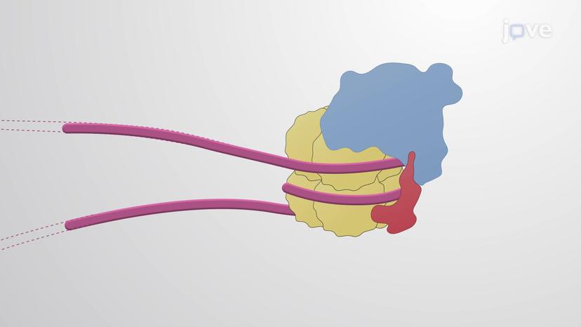 Chromatin Modification in iPS Cells