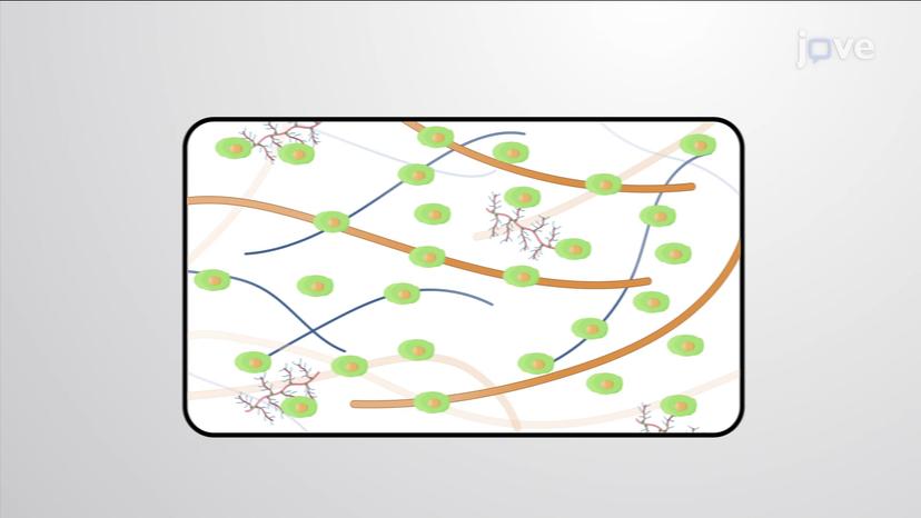 iPS Cell Differentiation